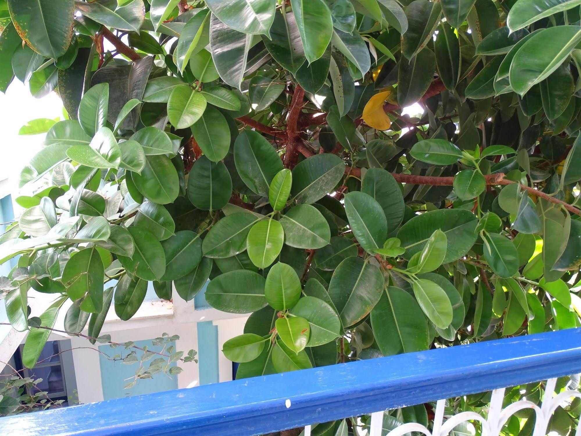 Hotel Mariona Pythagoreio  Luaran gambar